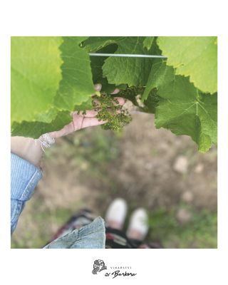 Zrání révy vinné je klíčovým obdobím ve vinařství ☝️Každý den na vinici přináší nové výzvy i radosti, které se nakonec...